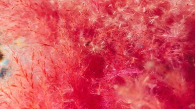 pembe çiçek yaprakları, makro