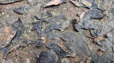 Bir ağaç kabuğuna yakın.