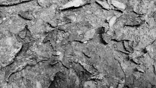 bir ağaç kabuğunun çatlak dokusu ve arka plan olarak kullanılabilir