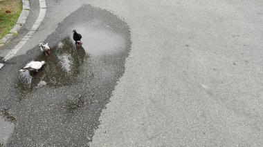 Bir grup kuş yolun kenarında dikiliyordu.