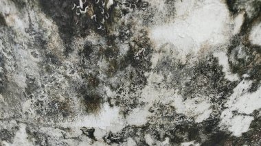Siyah-beyaz bir duvar, siyah-beyaz küflü boyalar.