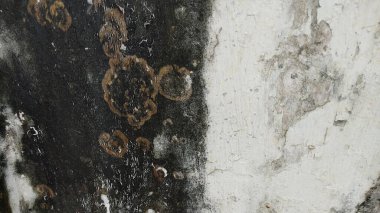 Küflü boyalarla dolu siyah beyaz bir duvar.