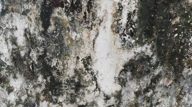 Bir sürü küflü boyası olan bir duvar.