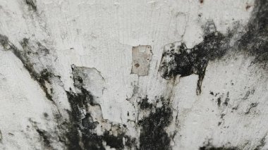 Paslı yüzeyi olan bir duvarın siyah beyaz fotoğrafı.