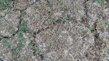 Bir parça çimen, biraz toprak ve ot.