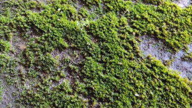 Bir kayanın üzerinde büyüyen yosun bitkisi.