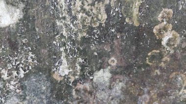 Küflü boyayla duvarın önünde duran bir insan.