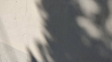 Duvardaki bir ağacın gölgesi