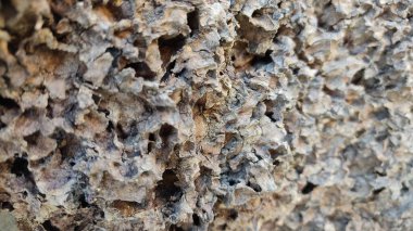 Küçük bir böceğin olduğu ağaç gövdesine yakın plan.