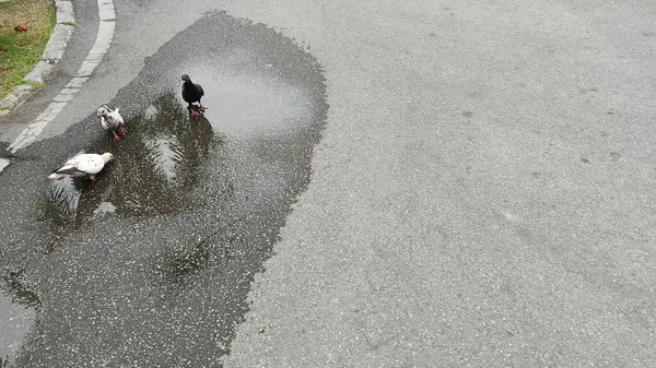 Bir grup kuş yolun kenarında dikiliyordu.
