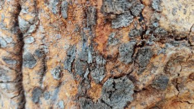 Üzerinde böcek olan bir ağaç gövdesinin yakın çekimi.