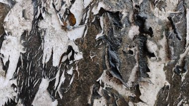 Kabuğu soyulmuş bir ağaç gövdesi ve yaprak.