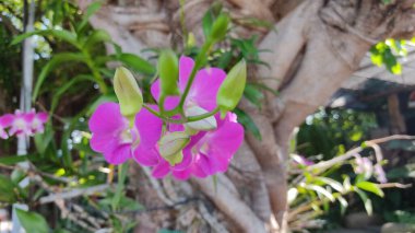 Arkasında yeşil yapraklar olan pembe bir çiçek.