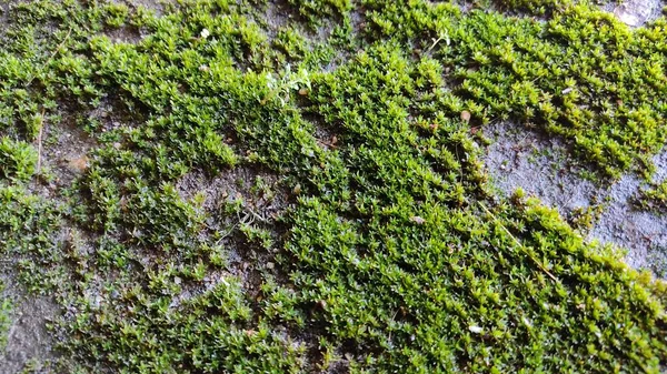 Bir kayanın üzerinde büyüyen yosun bitkisi.