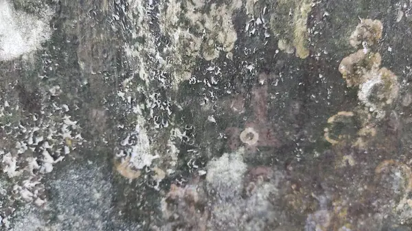 Küflü boyayla duvarın önünde duran bir insan.