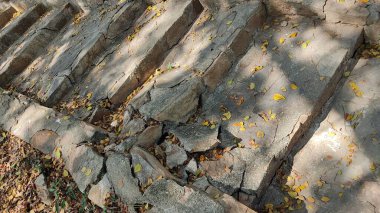 Sonbahar yaprakları, sonbahar bitkileri