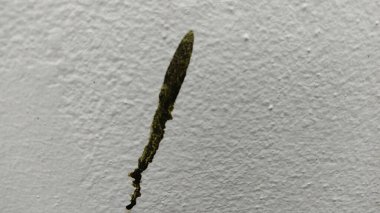 arka plan için yeşil yaprak dokusu