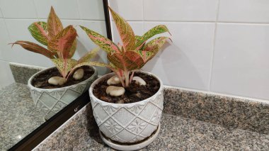 Güzel beyaz ve kırmızı çiçeklerin yakın plan çekimi.