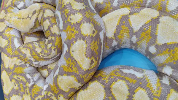 Yellow Python Python Python Python Snake