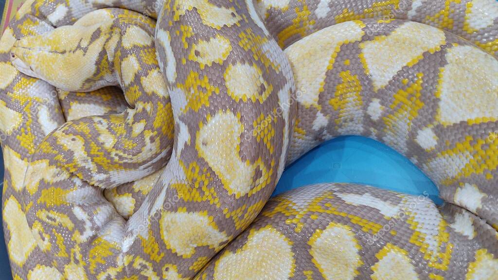Pitón Amarillo Pitón Pitón Pitón Serpiente