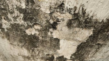 Çatallı eski ahşap duvar