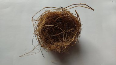 Yuvadaki kuru otlar beyaz arkaplanda