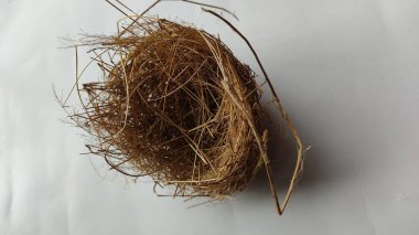 Güzel sarı ve beyaz bir kamışın yakın plan çekimi.