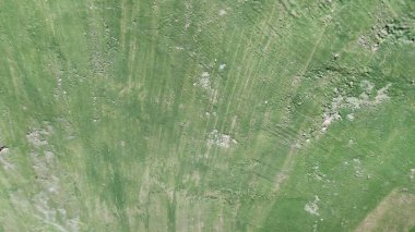 soyut yeşil çimen arkaplanı