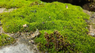 Yerde yeşil yosun