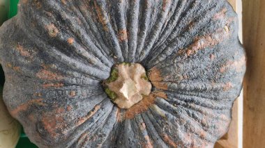 Bir balkabağına yaklaş