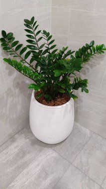 yeşil yapraklar beyaz bir tencerede mermer bir arka planda