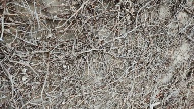 dry tree trunk texture