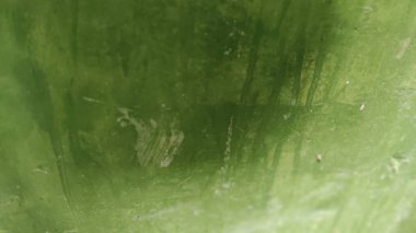 Yeşil yaprak, doğa bitki örtüsü