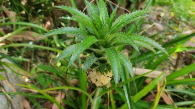 Güzel botanik fotoğrafı, doğal duvar kağıdı.