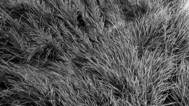 Güzel botanik fotoğrafı, doğal duvar kağıdı.