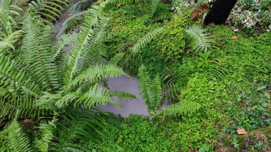 Bahçedeki yeşil bitkiler