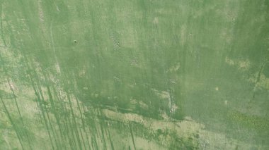 Soyut desenli yeşil grunge arkaplanı