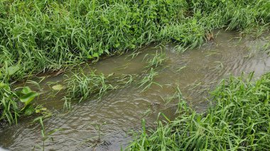 Ormanda yeşil çimenler