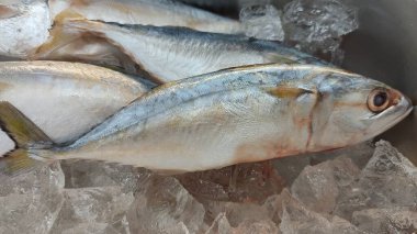 Piyasada buzlu taze balık