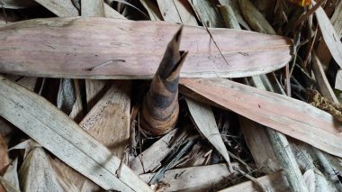 Bir salyangozun yakın çekimi.