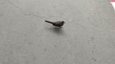 Siyah beyaz bir kuşun yakın plan çekimi.