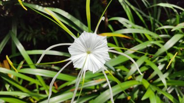 Güzel botanik fotoğrafı, doğal duvar kağıdı.