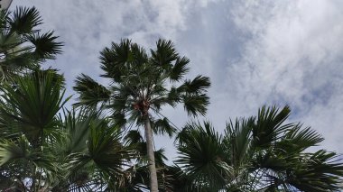 Parktaki palmiye ağaçları