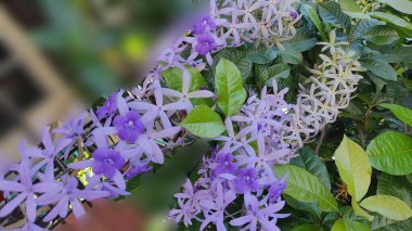 Bahçedeki güzel çiçekler