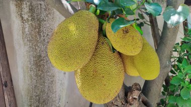 Olgun mango ağaçta