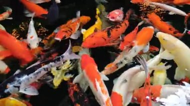 Göldeki koi balığı.