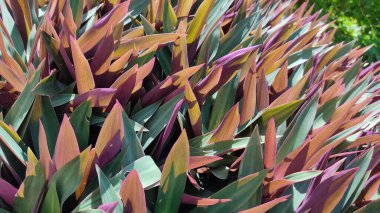 Güzel botanik fotoğrafı, doğal duvar kağıdı.