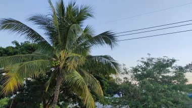 Sahilde palmiye ağacı