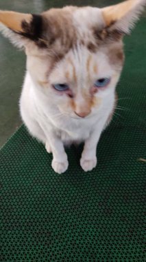 Kedi yerde oturuyor.