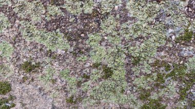 Taş yüzeyde yosun.